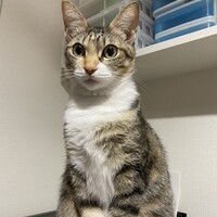きなこ