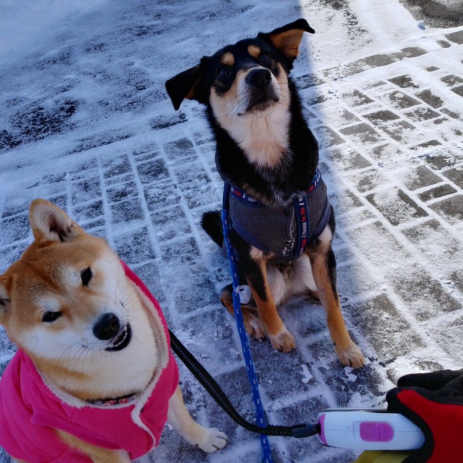 あぷるのカバー写真