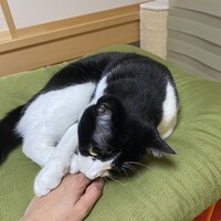 おはぎ