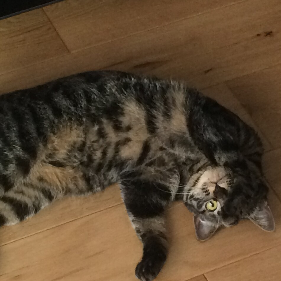 スカイのカバー写真