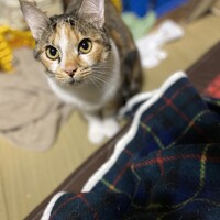 あずき
