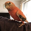 手乗りアキクサインコの里親を探しています。