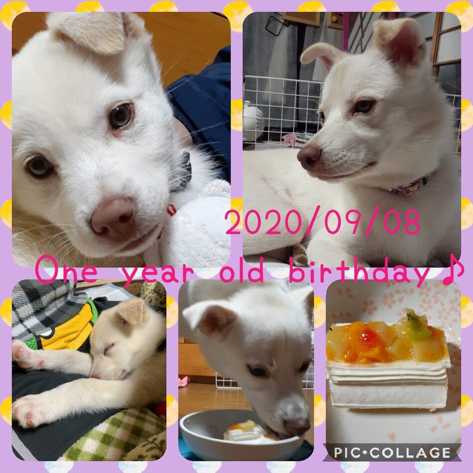 ルイのカバー写真