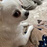 の写真