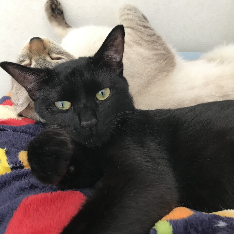 黒のカバー写真