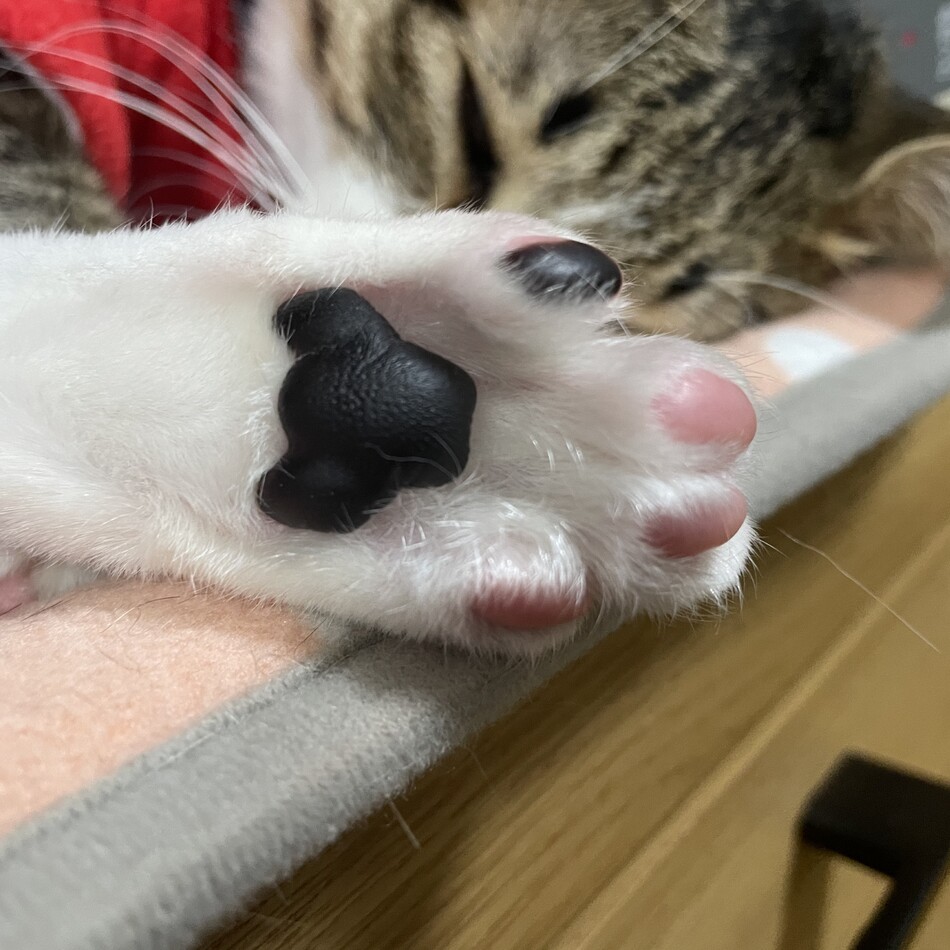 夾のカバー写真