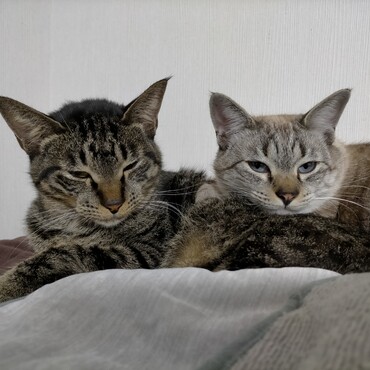 シュタインの写真