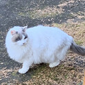 グレーハチワレ
