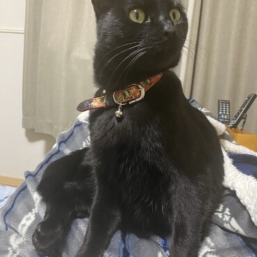 の写真