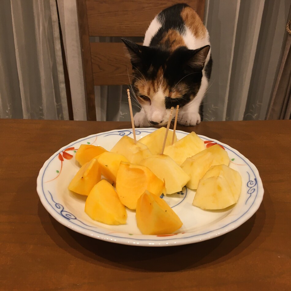 くるりのカバー写真