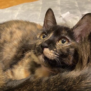 美猫さん❤️人気のサビ柄女子モス