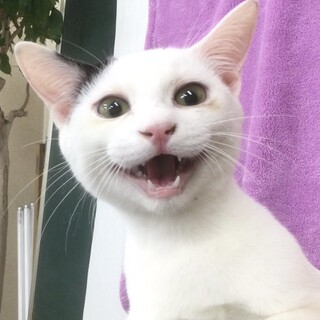 呼んだらお返事する甘えん坊❤️白黒男子アロー