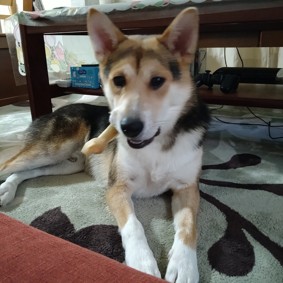 豆のカバー写真