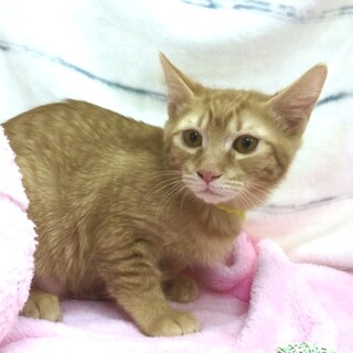 撫でるとゴロスリ⭐️茶トラの男の子