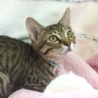 甘えん坊❤️イケニャンキジトラ柄男子