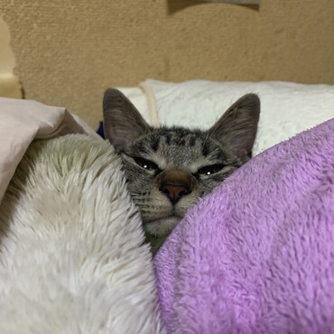 いつも一緒に寝てるニャン♪