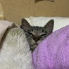 いつも一緒に寝てるニャン♪