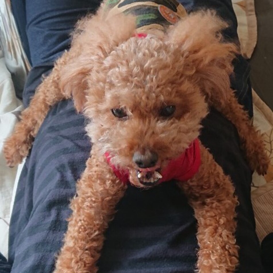 いちのカバー写真