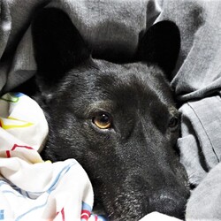 「予備暖房」サムネイル2