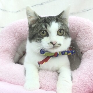 撫でられるの大好キジ白男子⭐️ちょび丸