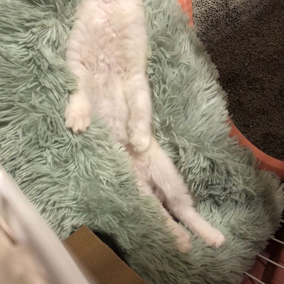 もものカバー写真