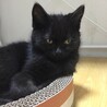 まる顔黒猫男の子です！ サムネイル6