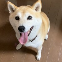 あんこ