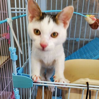 優しい家族を募集中！！子猫の男の子です！
