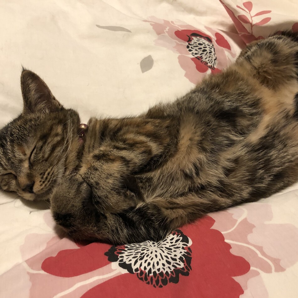 琉南（るな）のカバー写真