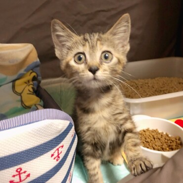 初めて我が家に来た日。