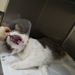 「飼い主さんだから出来ること」サムネイル2