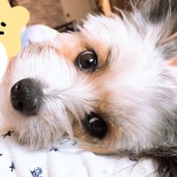 ぺこ