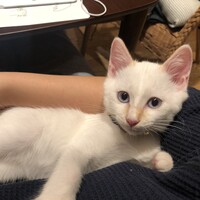 Vito
