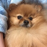 ぽぽ