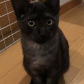 1歳3ヶ月の元気なオス猫です