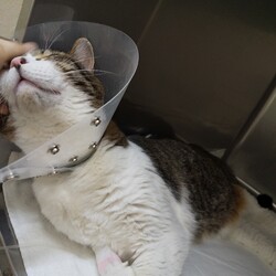 「飼い主さんだから出来ること」サムネイル1