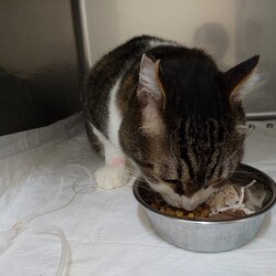 「飼い主さんだから出来ること」サムネイル3