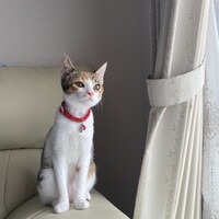ゆず