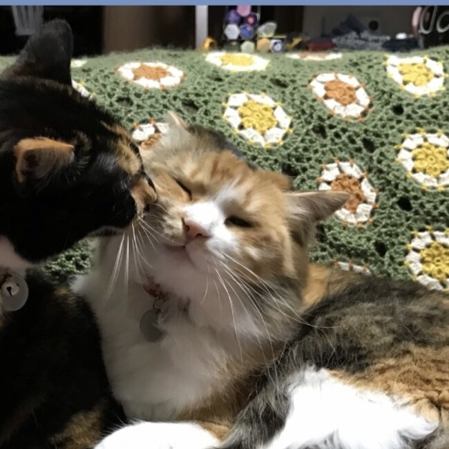 るっちーのカバー写真