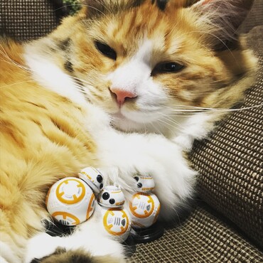 フォースに集まるBB-8
