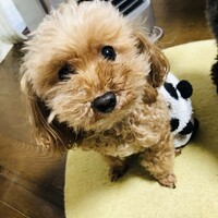 ちっぷ