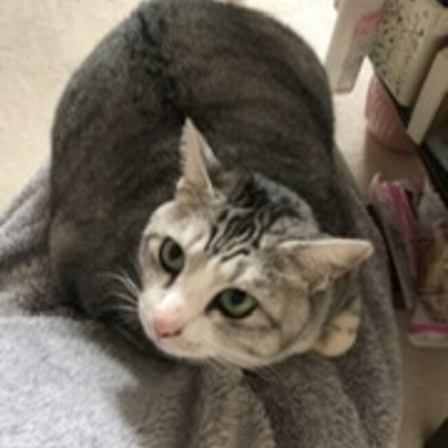 nekoluvのカバー写真