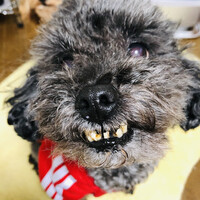 しゃっく
