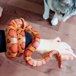 蛇たち