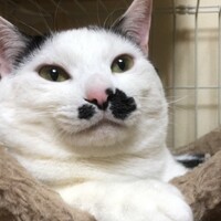 ひげ