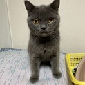 ブリティッシュショートヘアのテミン君