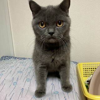 ブリティッシュショートヘアのテミン君