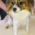 パピヨンちゃん　2歳女の子　可愛がってくださる方