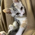 三毛猫　子猫3ヶ月