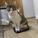 キジ三毛のきなこちゃん♀